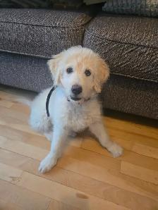 Chien aussiedoodle