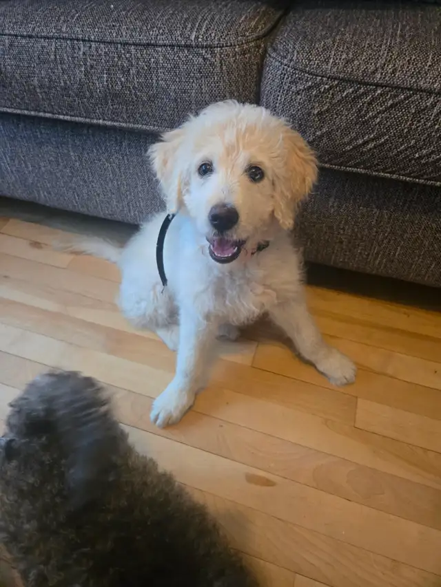 Chien aussiedoodle - Photo 2