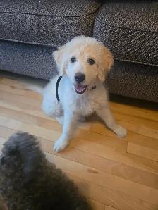 Chien aussiedoodle - Photo 2