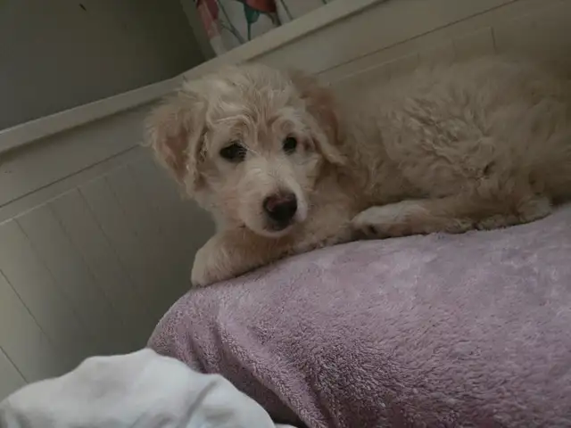 Chien aussiedoodle - Photo 3