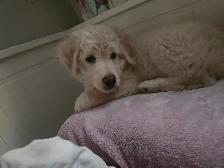 Chien aussiedoodle - Photo 3