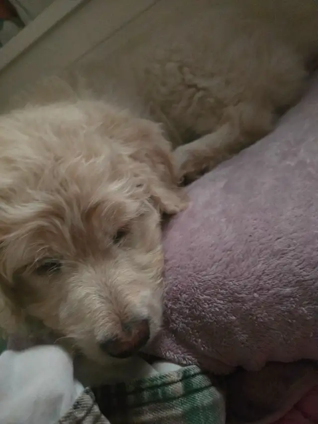 Chien aussiedoodle - Photo 4