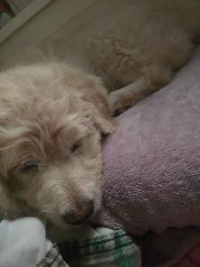 Chien aussiedoodle - Photo 4