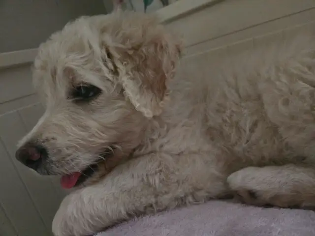Chien aussiedoodle - Photo 5