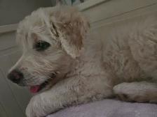 Chien aussiedoodle - Photo 5