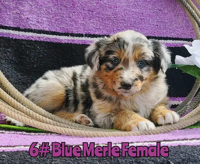 Australian Shepherd/Border Collie Pups