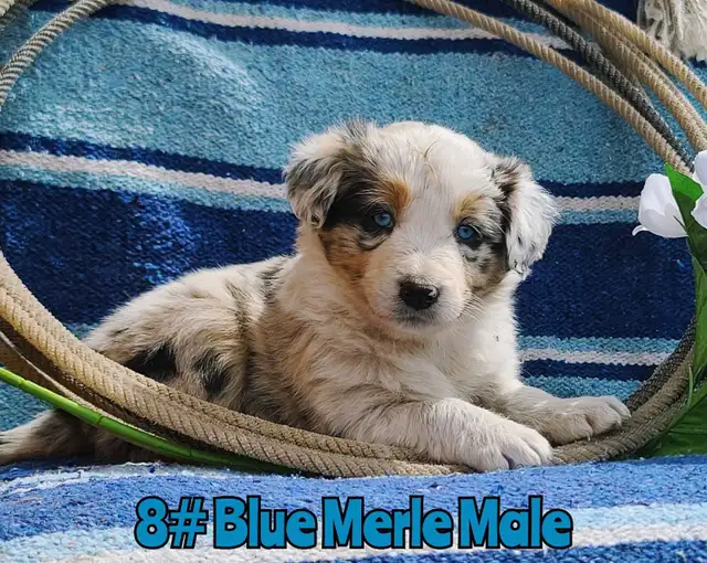 Australian Shepherd/Border Collie Pups - Photo 2