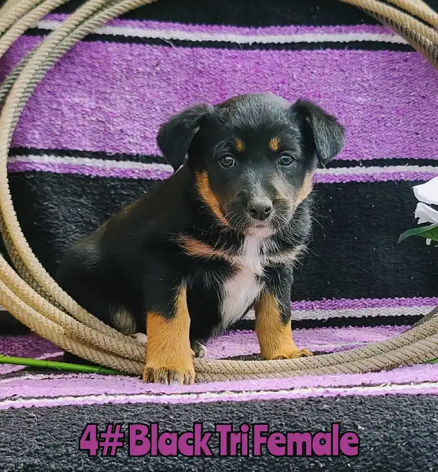 Australian Shepherd/Border Collie Pups - Photo 3