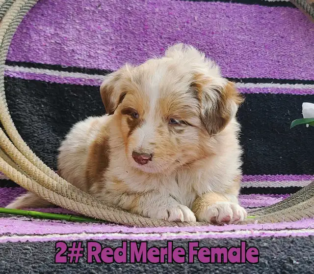 Australian Shepherd/Border Collie Pups - Photo 4