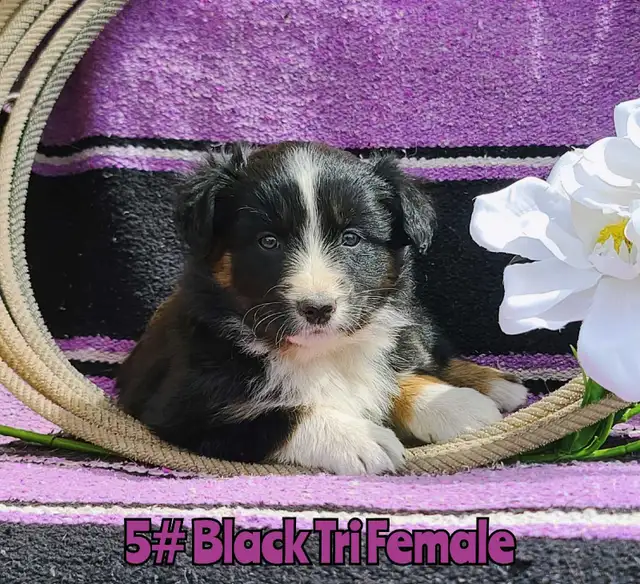 Australian Shepherd/Border Collie Pups - Photo 5