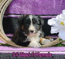 Australian Shepherd/Border Collie Pups - Photo 5