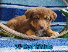 Australian Shepherd/Border Collie Pups - Photo 6