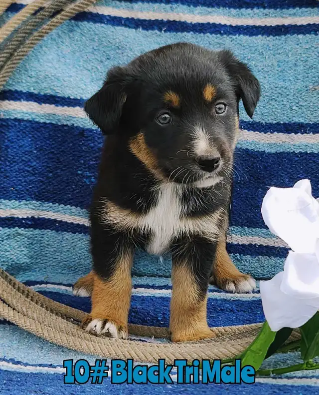 Australian Shepherd/Border Collie Pups - Photo 8
