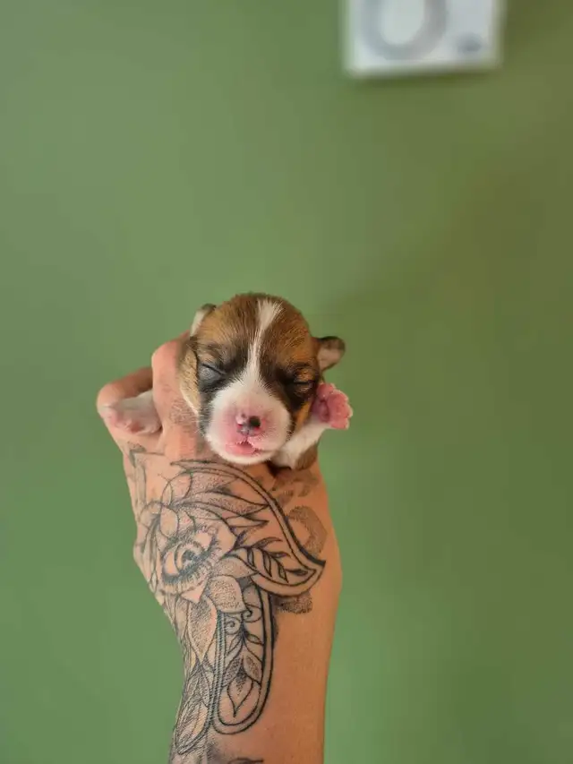 corgis chiot