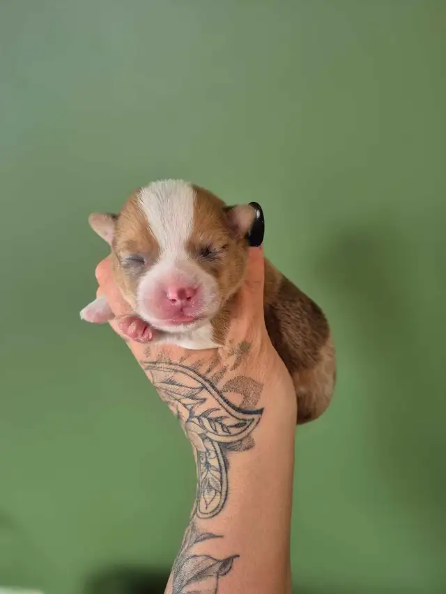 corgis chiot - Photo 3