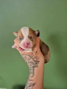 corgis chiot - Photo 3