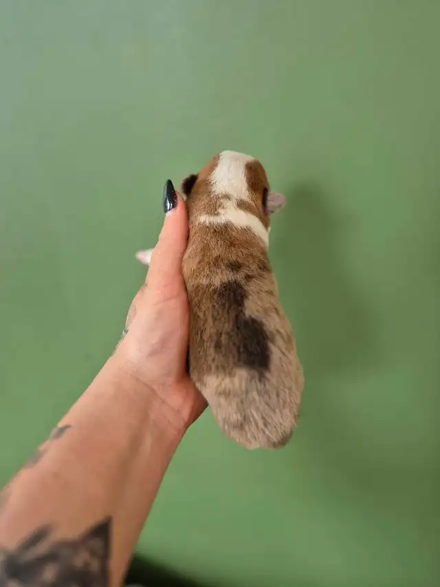 corgis chiot - Photo 4