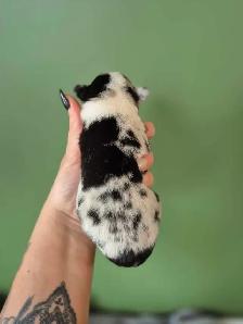 corgis chiot - Photo 6