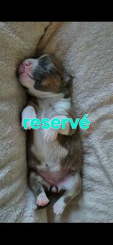 corgis chiot - Photo 7