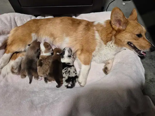 corgis chiot - Photo 8
