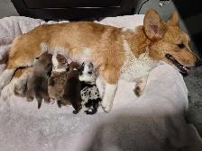 corgis chiot - Photo 8