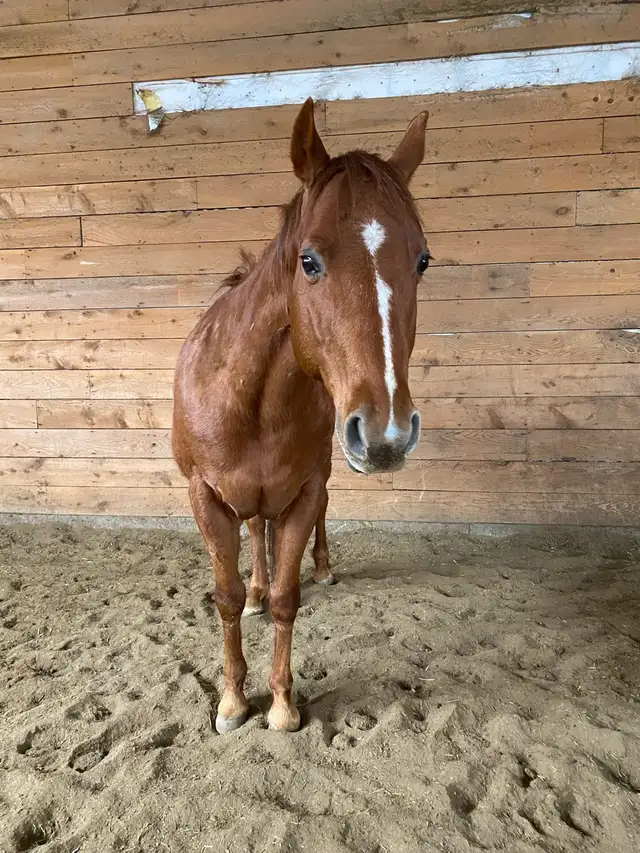 Cheval a donner - Photo 2