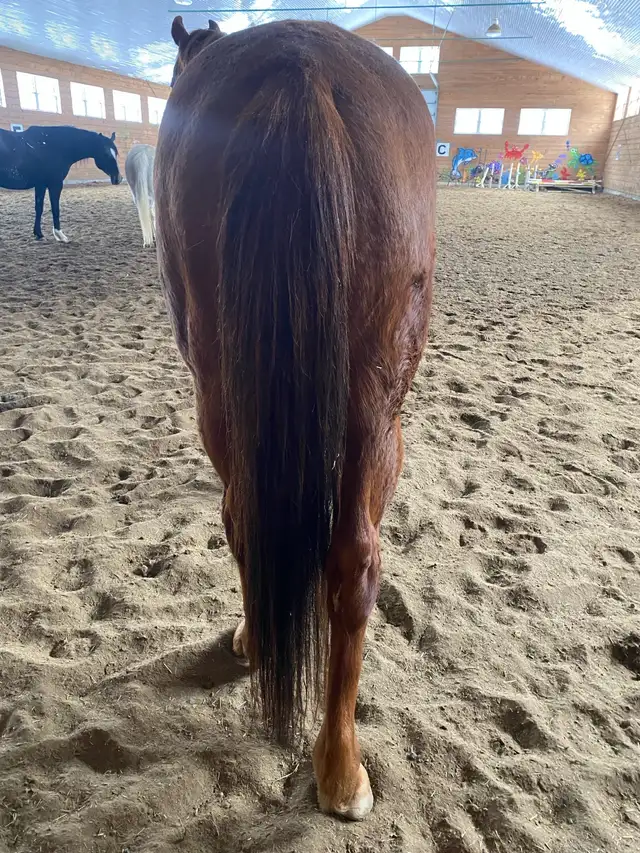 Cheval a donner - Photo 3
