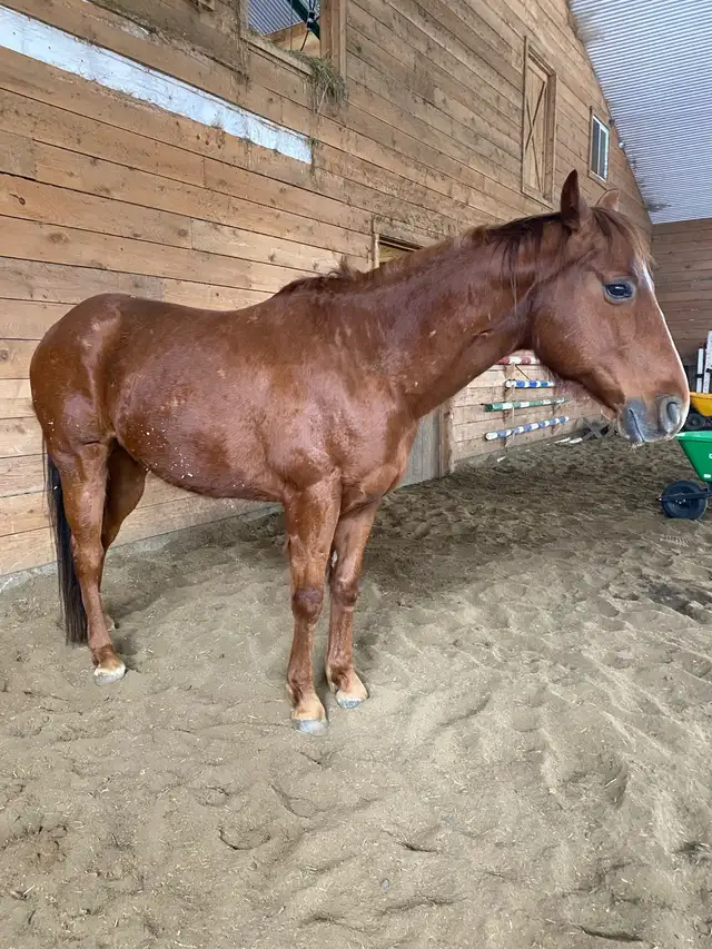 Cheval a donner - Photo 4