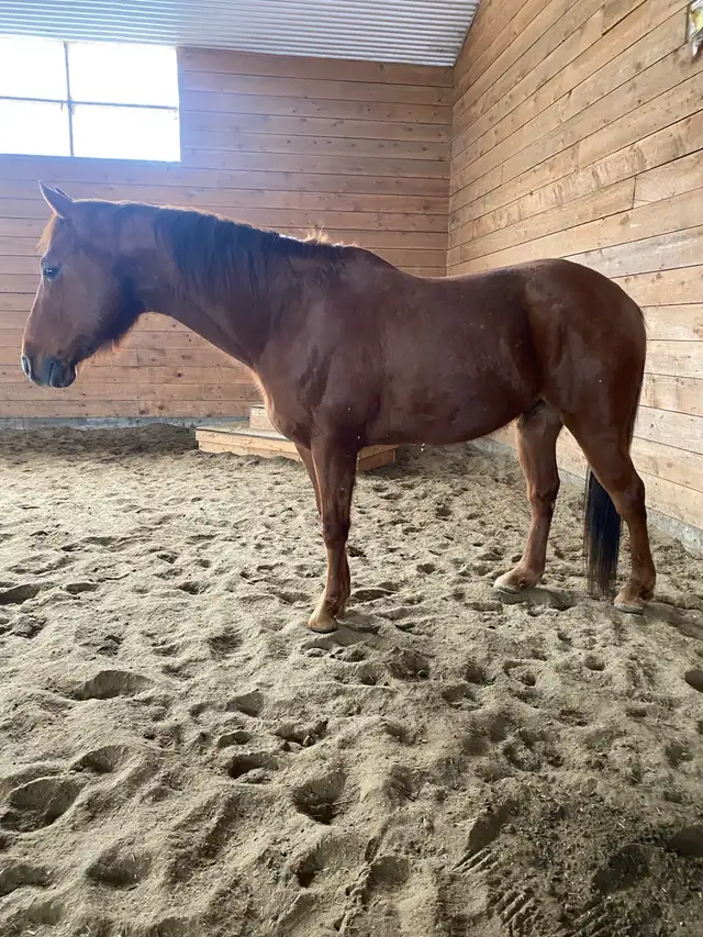Cheval a donner - Photo 5