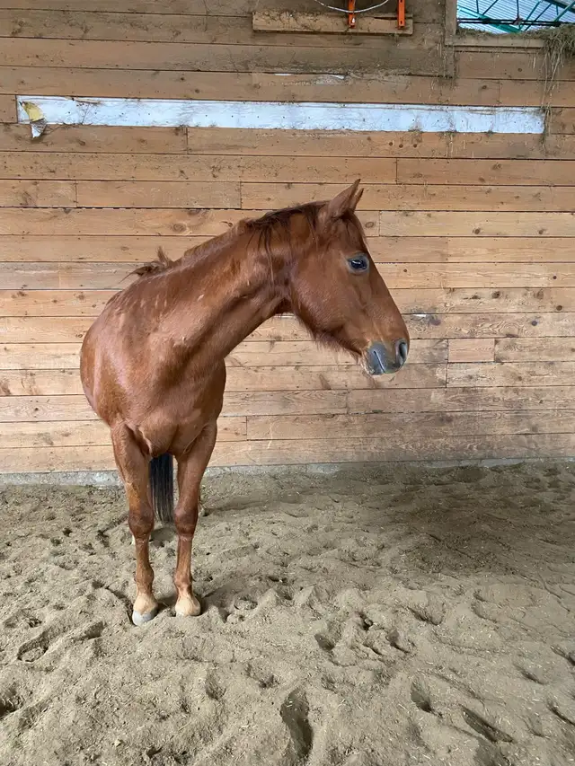 Cheval a donner - Photo 6