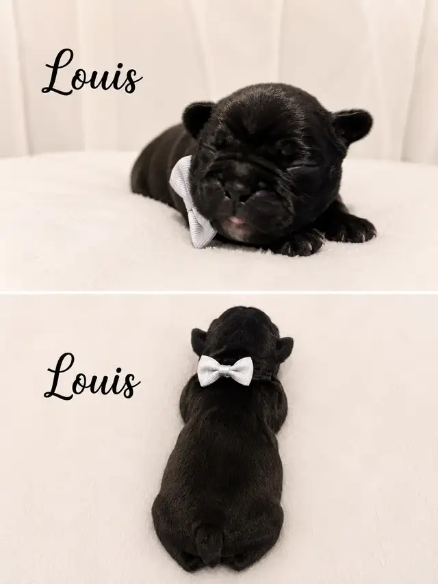bouledogues français