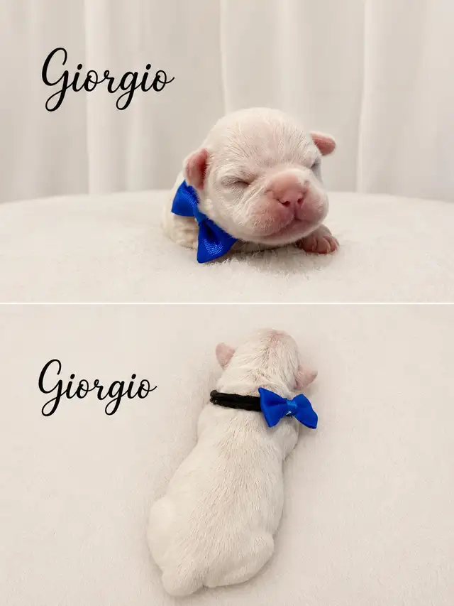 bouledogues français - Photo 2
