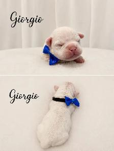 bouledogues français - Photo 2
