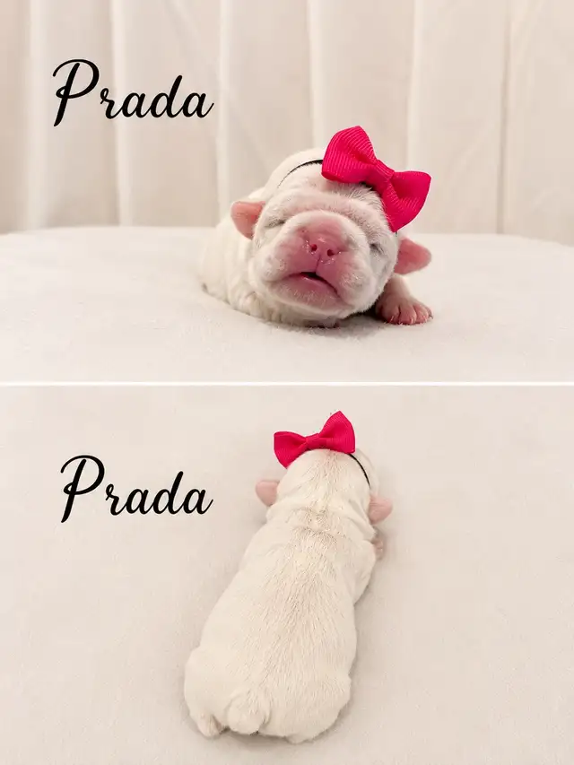 bouledogues français - Photo 4