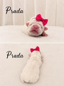 bouledogues français - Photo 4