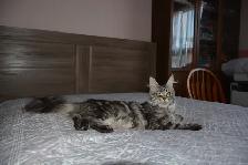 MAINE COON KITTENS, POLYDACTYL, PUREBRED - Photo 6