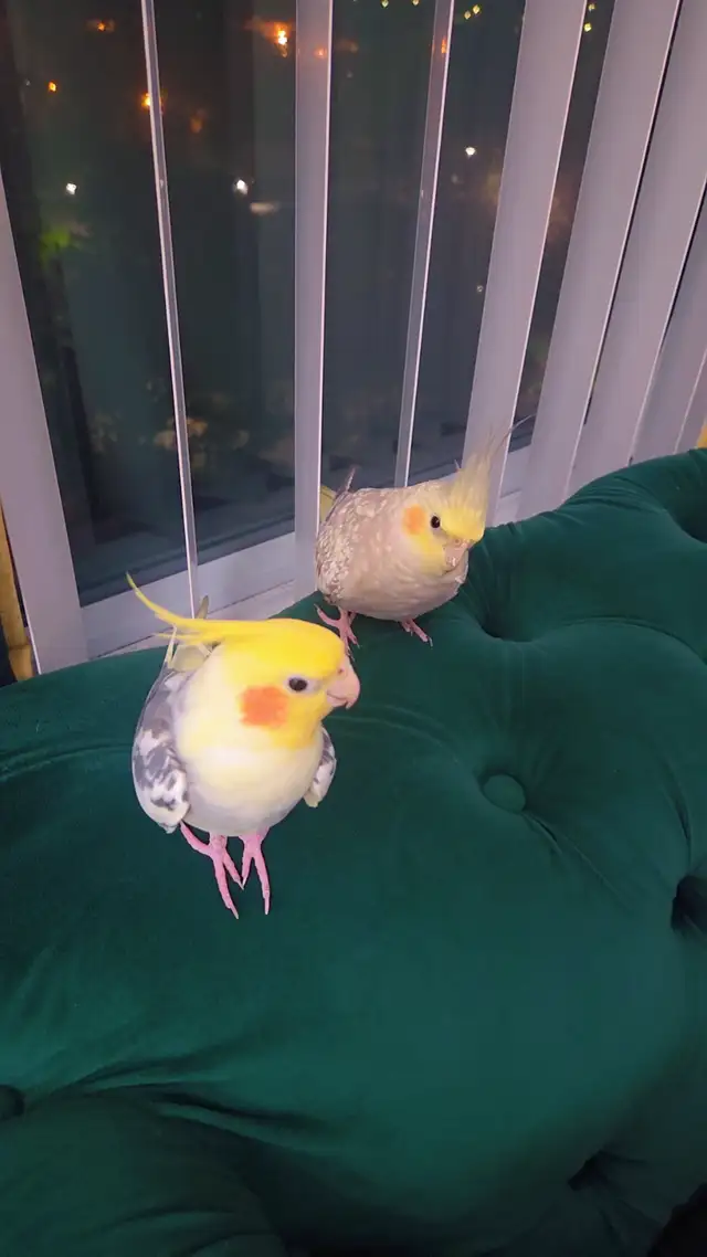 Two Lovely Cockatiels for Sale