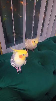 Two Lovely Cockatiels for Sale