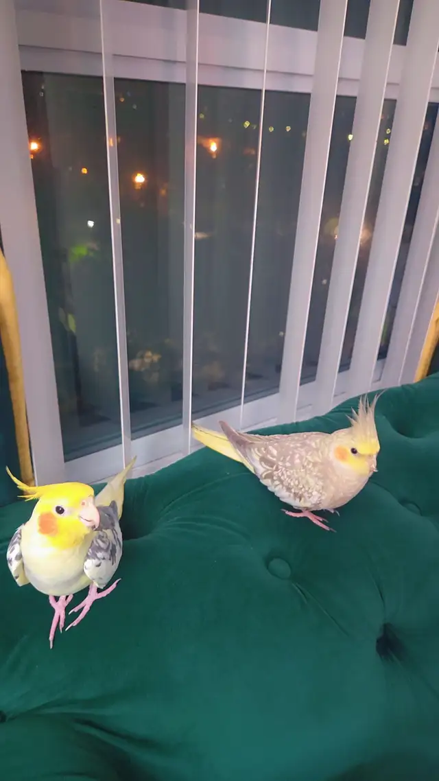 Two Lovely Cockatiels for Sale - Photo 2