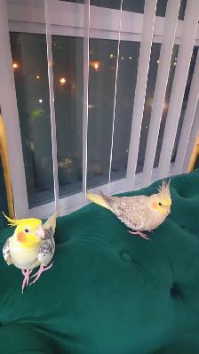 Two Lovely Cockatiels for Sale - Photo 2
