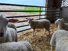 Rideau Arcott Ewe Lambs