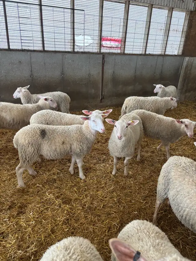 Rideau Arcott Ewe Lambs - Photo 2