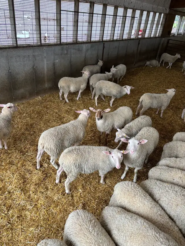 Rideau Arcott Ewe Lambs - Photo 3