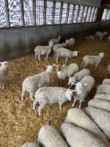 Rideau Arcott Ewe Lambs - Photo 3