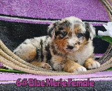 Australian Shepherd/Border Collie Pups