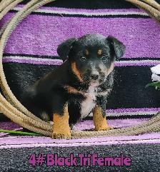 Australian Shepherd/Border Collie Pups - Photo 3
