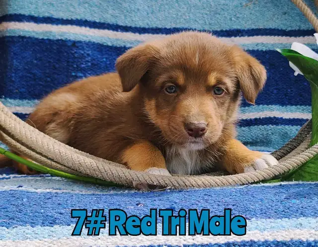Australian Shepherd/Border Collie Pups - Photo 4