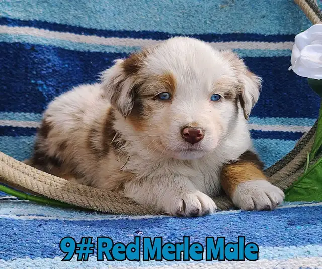 Australian Shepherd/Border Collie Pups - Photo 5