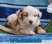 Australian Shepherd/Border Collie Pups - Photo 5