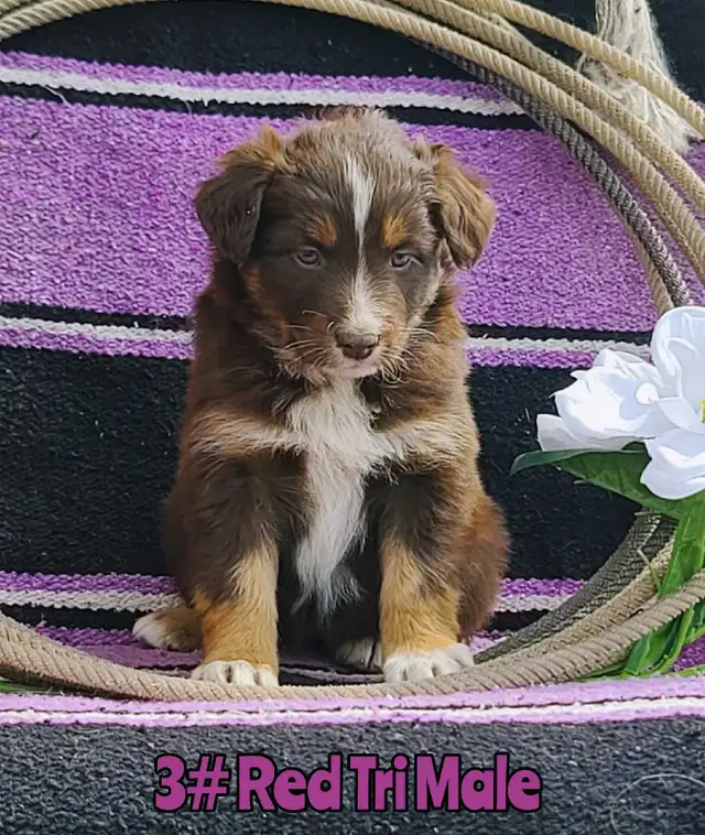 Australian Shepherd/Border Collie Pups - Photo 9